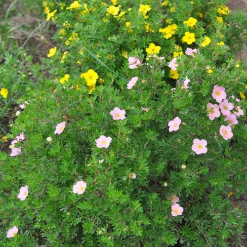 Potentilla fruticosa 'Pink Queen' - Harilik põõsasmaran 'Pink Queen' C2/2L